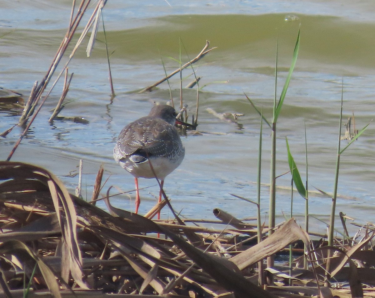 Spotted Redshank - Simon Harvey