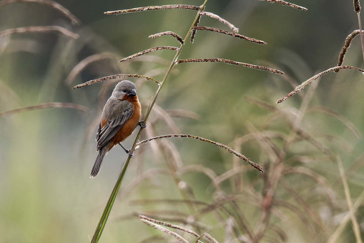 Ruddy-breasted Seedeater - ML643939984