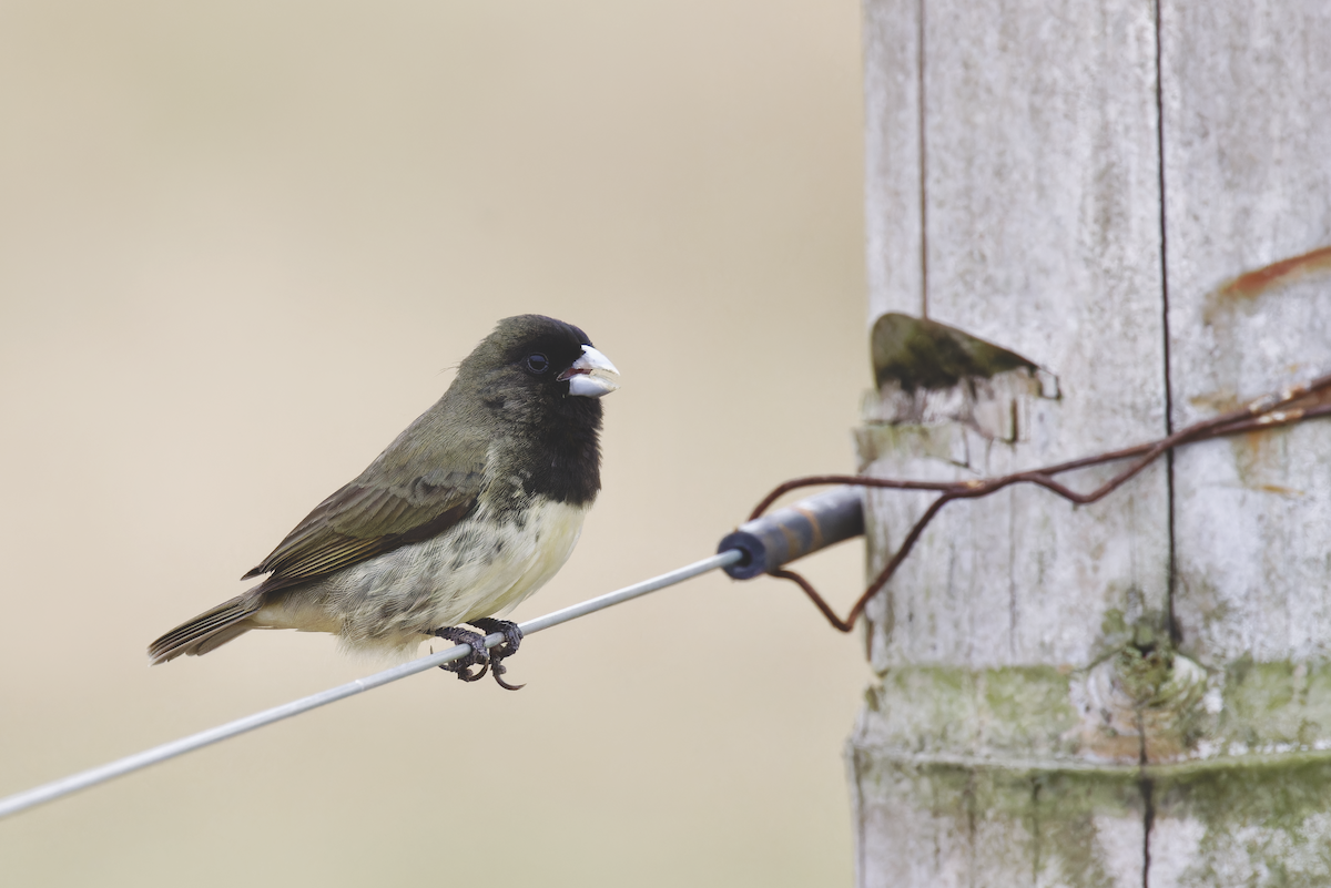 Yellow-bellied Seedeater - ML643939990