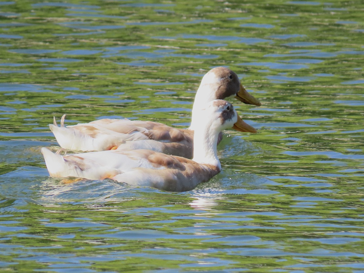 Mallard (Domestic type) - ML643940018