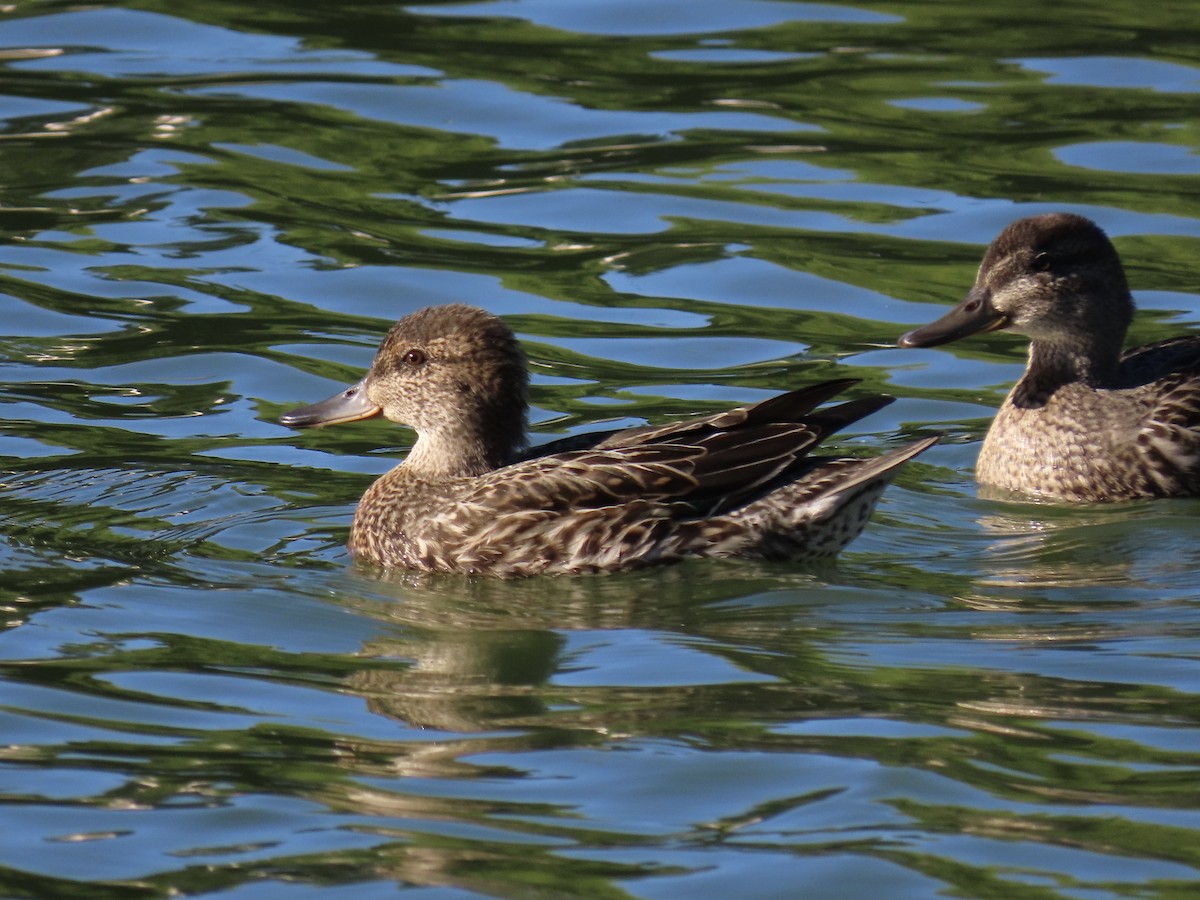 Green-winged Teal - ML643940026