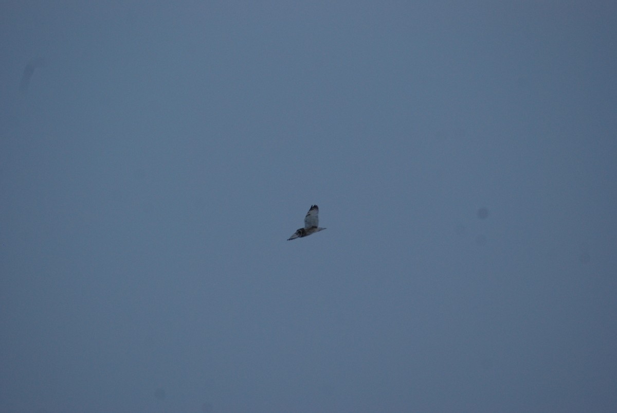 Short-eared Owl - ML643940035