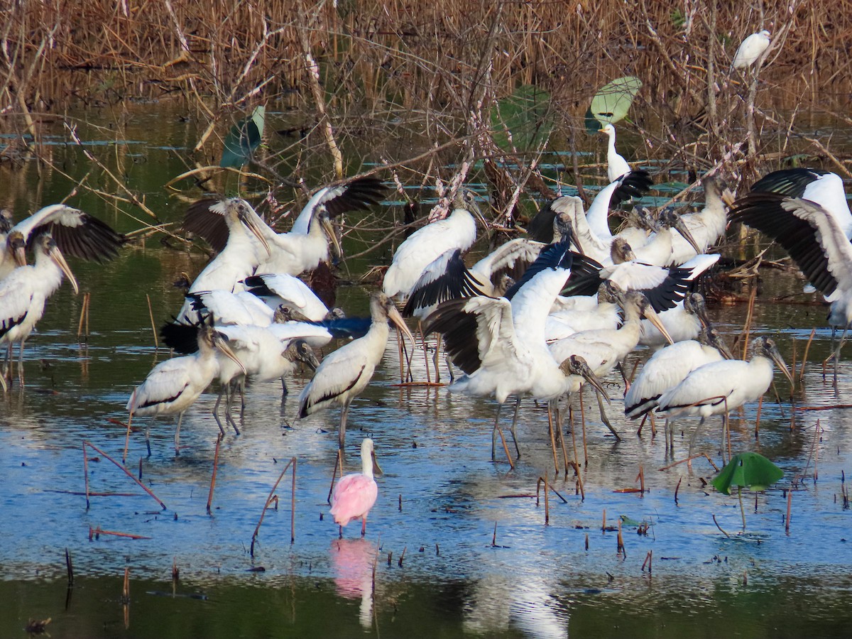 Wood Stork - ML643940039