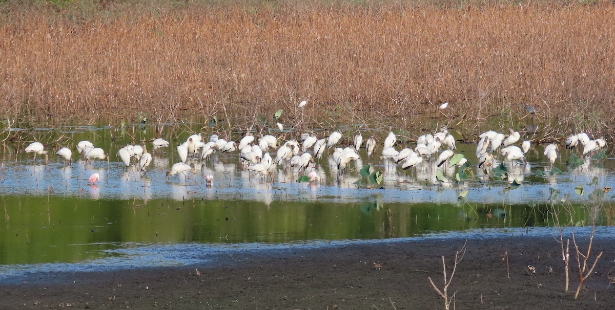 Wood Stork - ML643940040