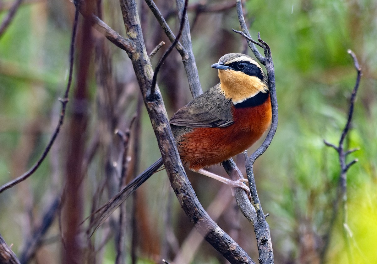 Zeytin Tepeli Hilalgerdan - ML643940041