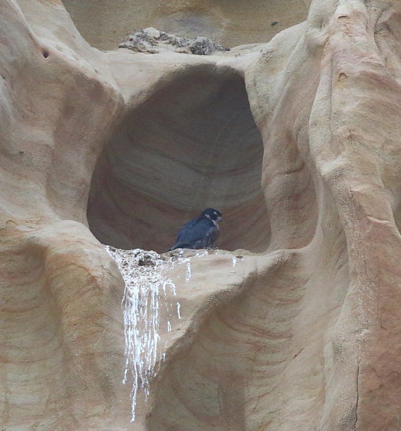 Faucon pèlerin - ML643940042