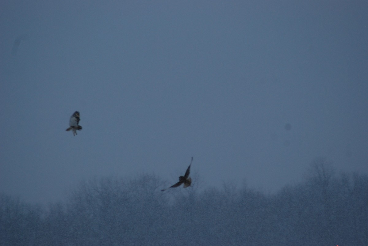 Short-eared Owl - ML643940043