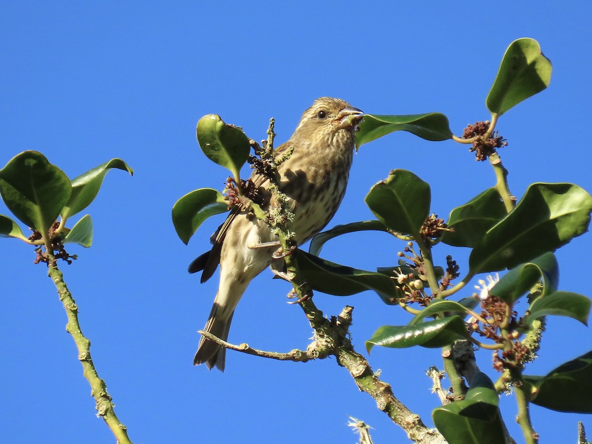 Purple Finch - ML643940045
