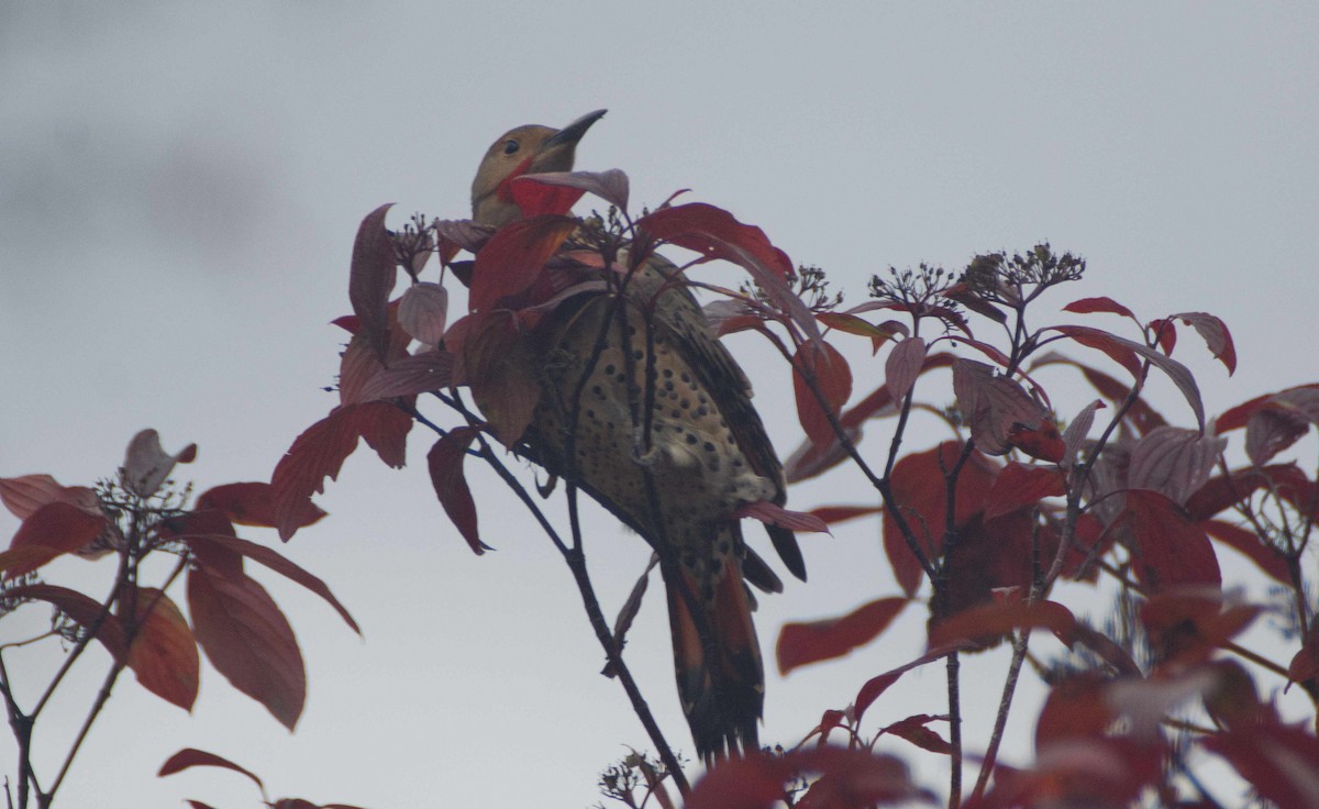 Carpintero Escapulario - ML643940052