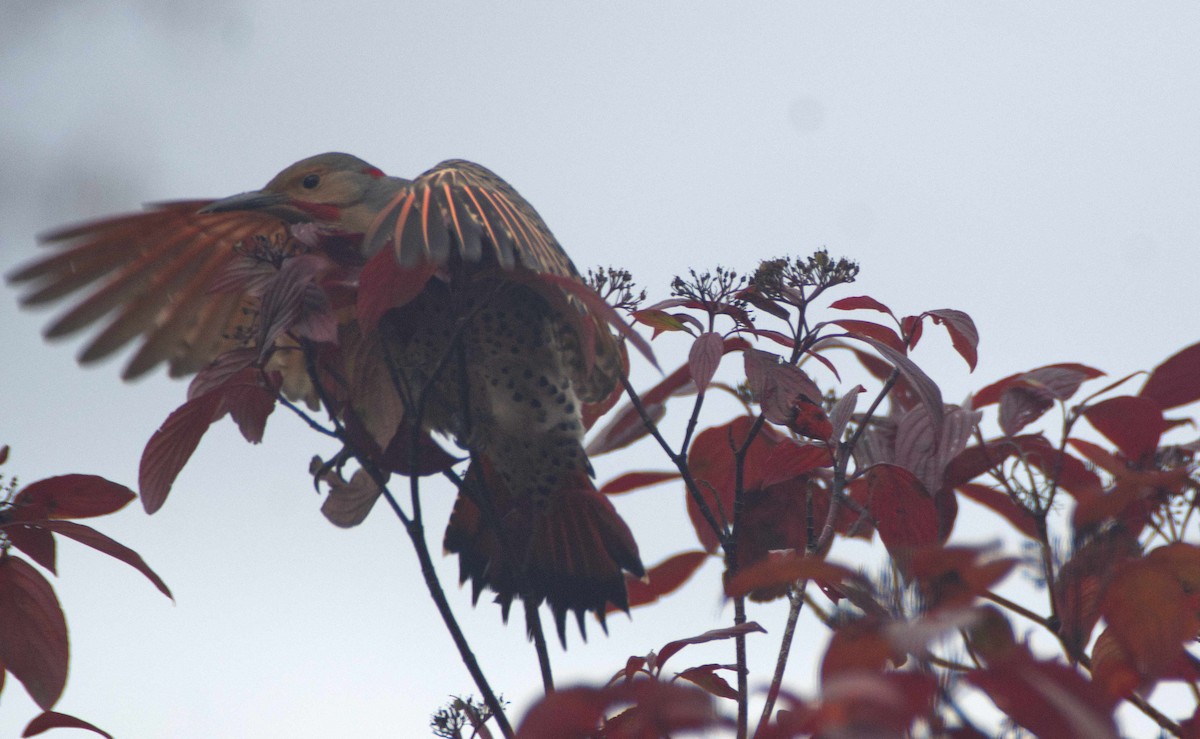 Carpintero Escapulario - ML643940053