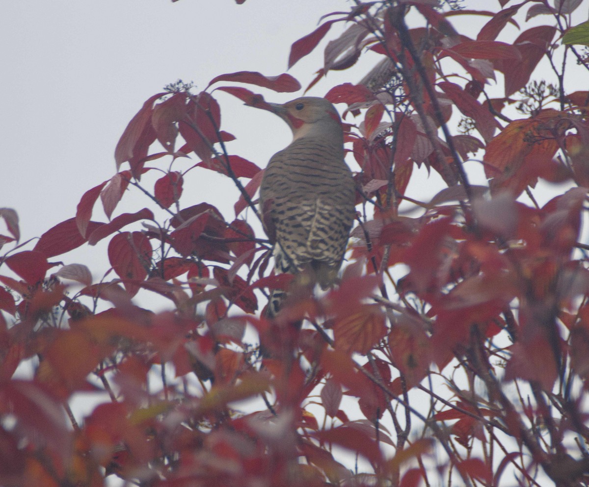 Carpintero Escapulario - ML643940054