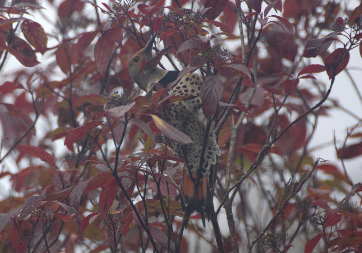 Carpintero Escapulario - ML643940055