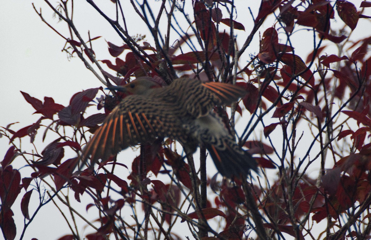 Carpintero Escapulario - ML643940056