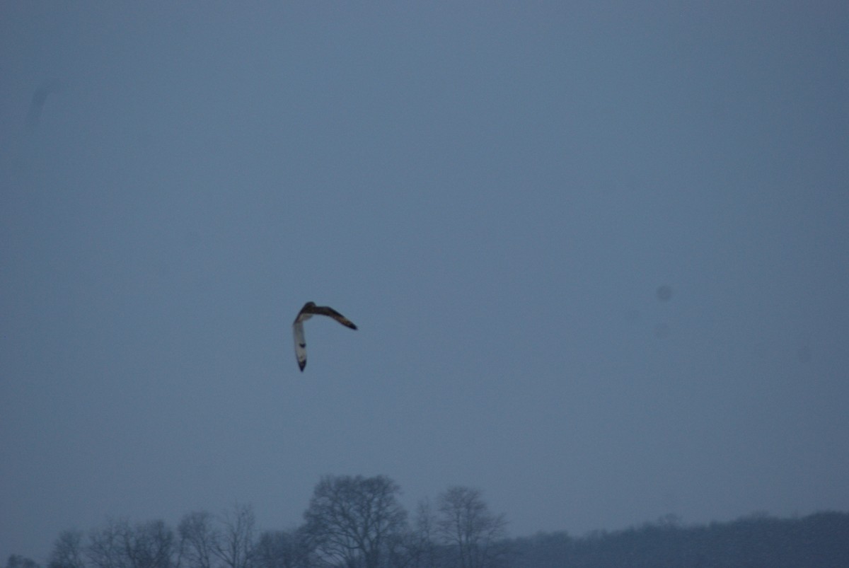 Short-eared Owl - ML643940088