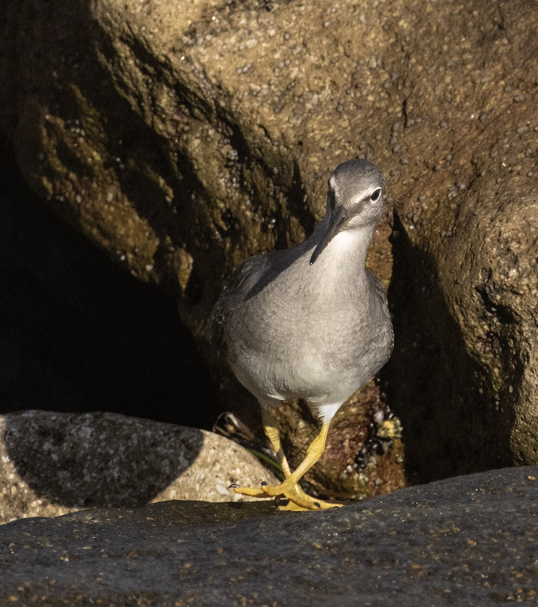 Цэлдэн хөгчүү - ML643940089