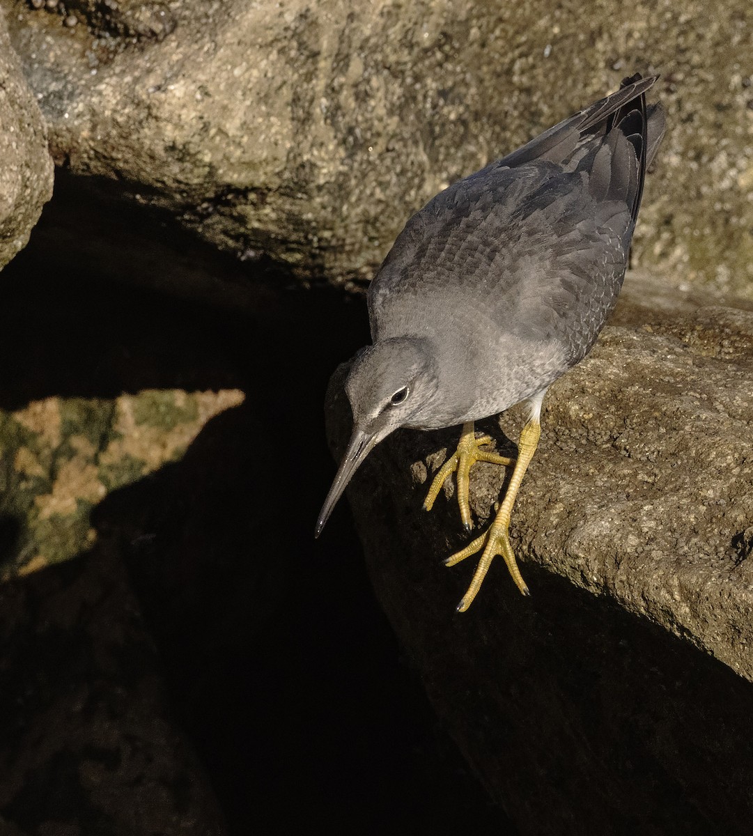 Цэлдэн хөгчүү - ML643940096