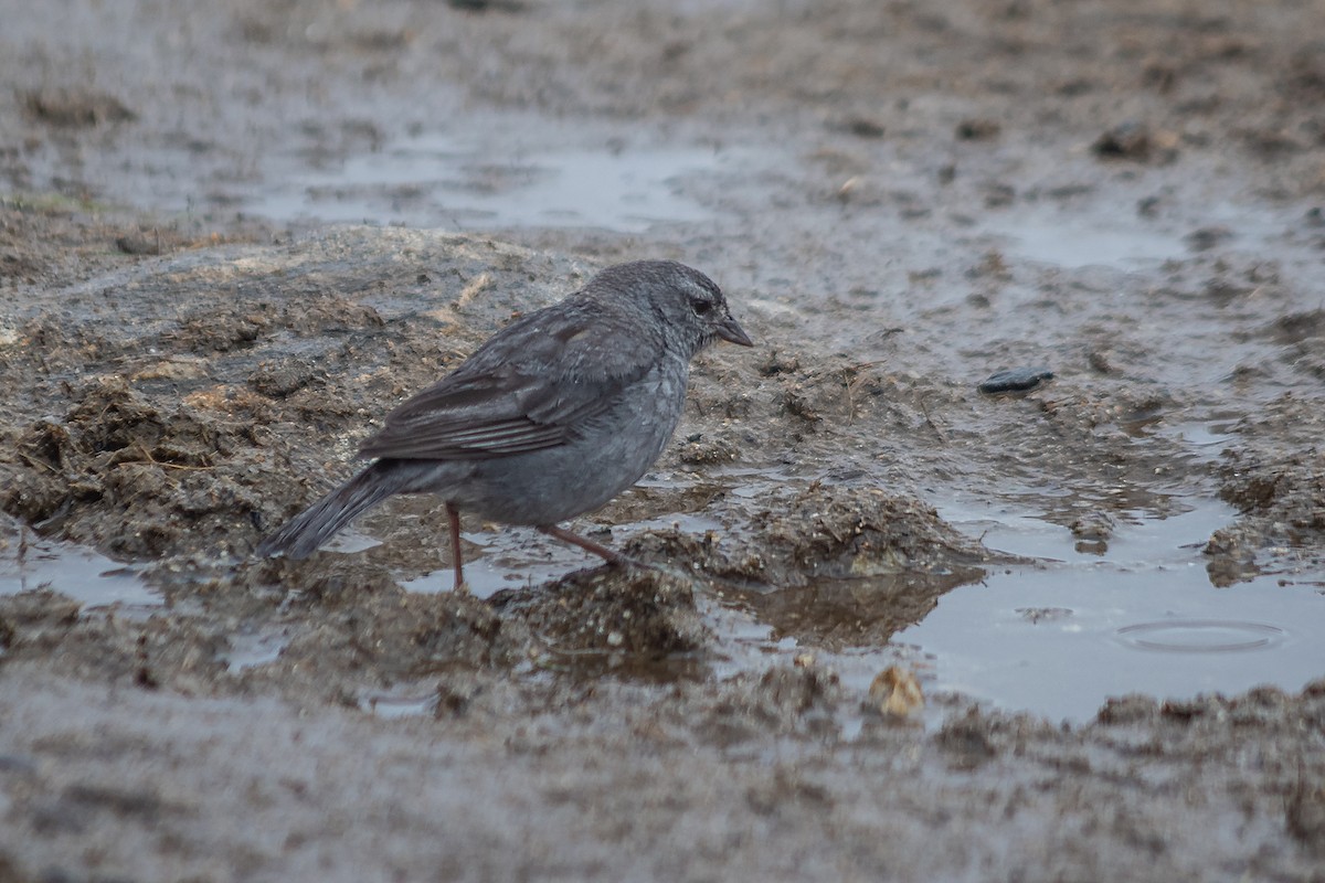 Plumbeous Sierra Finch - ML643940102