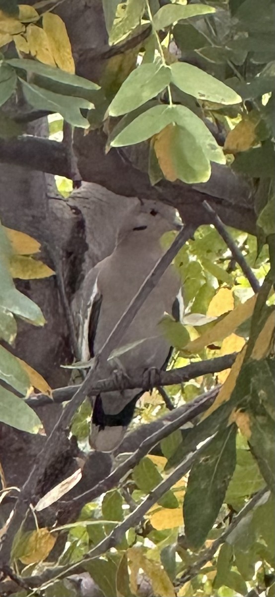 White-winged Dove - ML643940113