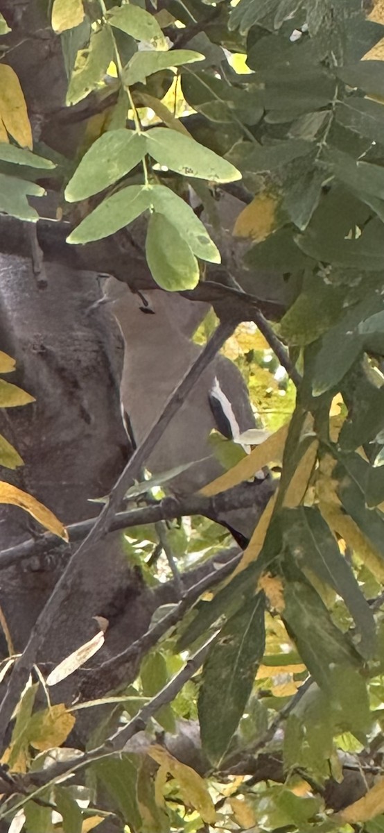 White-winged Dove - ML643940114