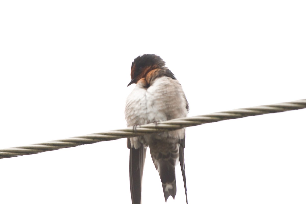 Hill Swallow - ML643940120