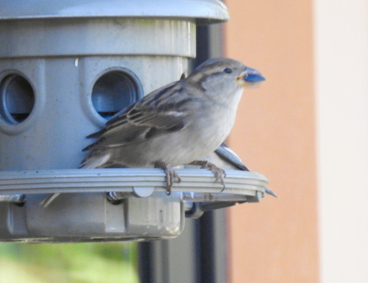 House Sparrow - ML643940131