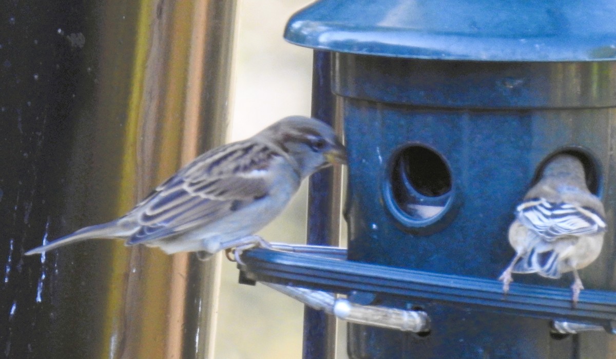 House Sparrow - ML643940149