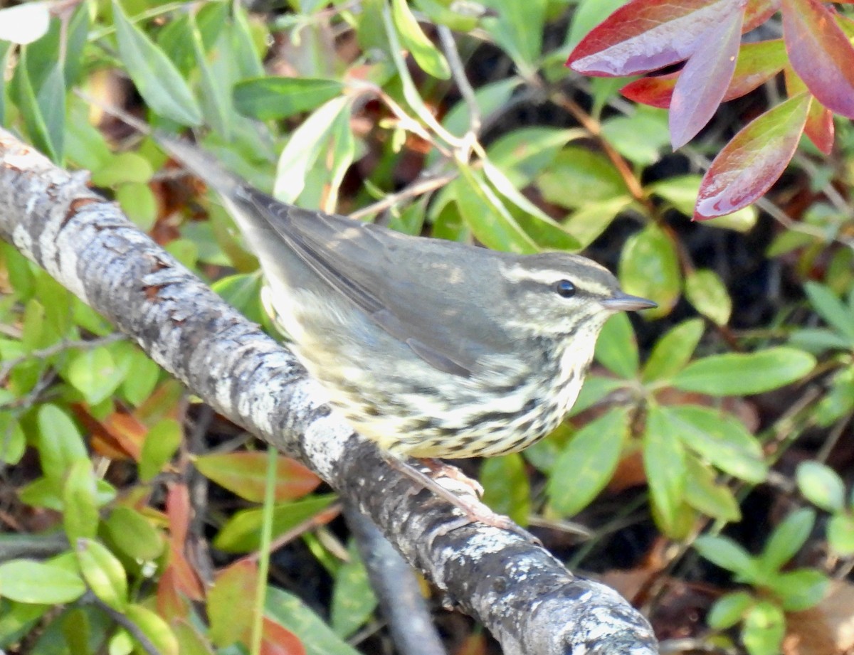 Northern Waterthrush - ML643940150