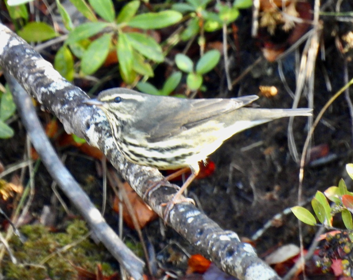 Northern Waterthrush - ML643940151