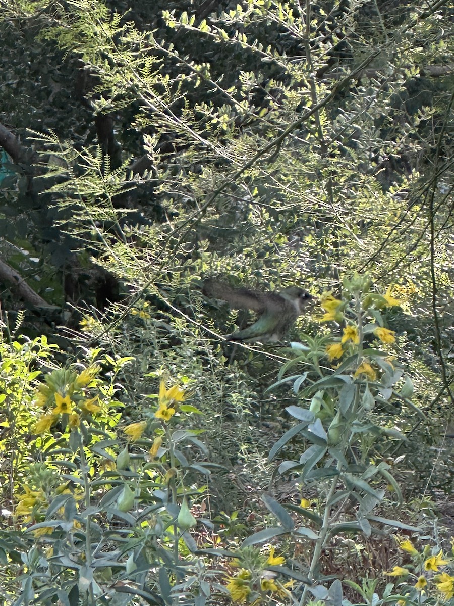 Anna's Hummingbird - ML643940162