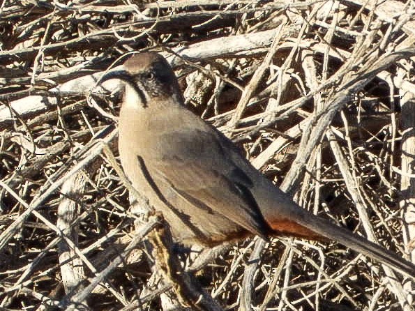 Crissal Thrasher - ML643940216