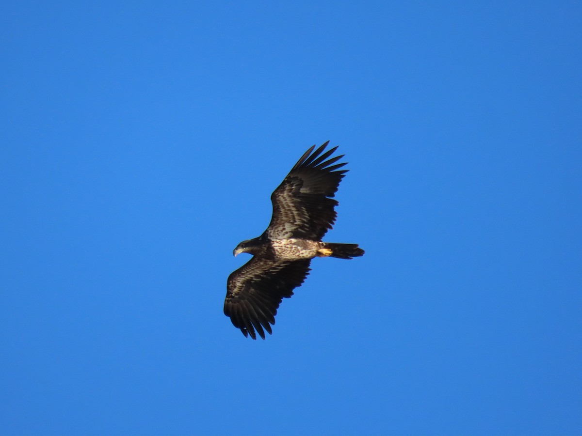 Bald Eagle - ML643940217