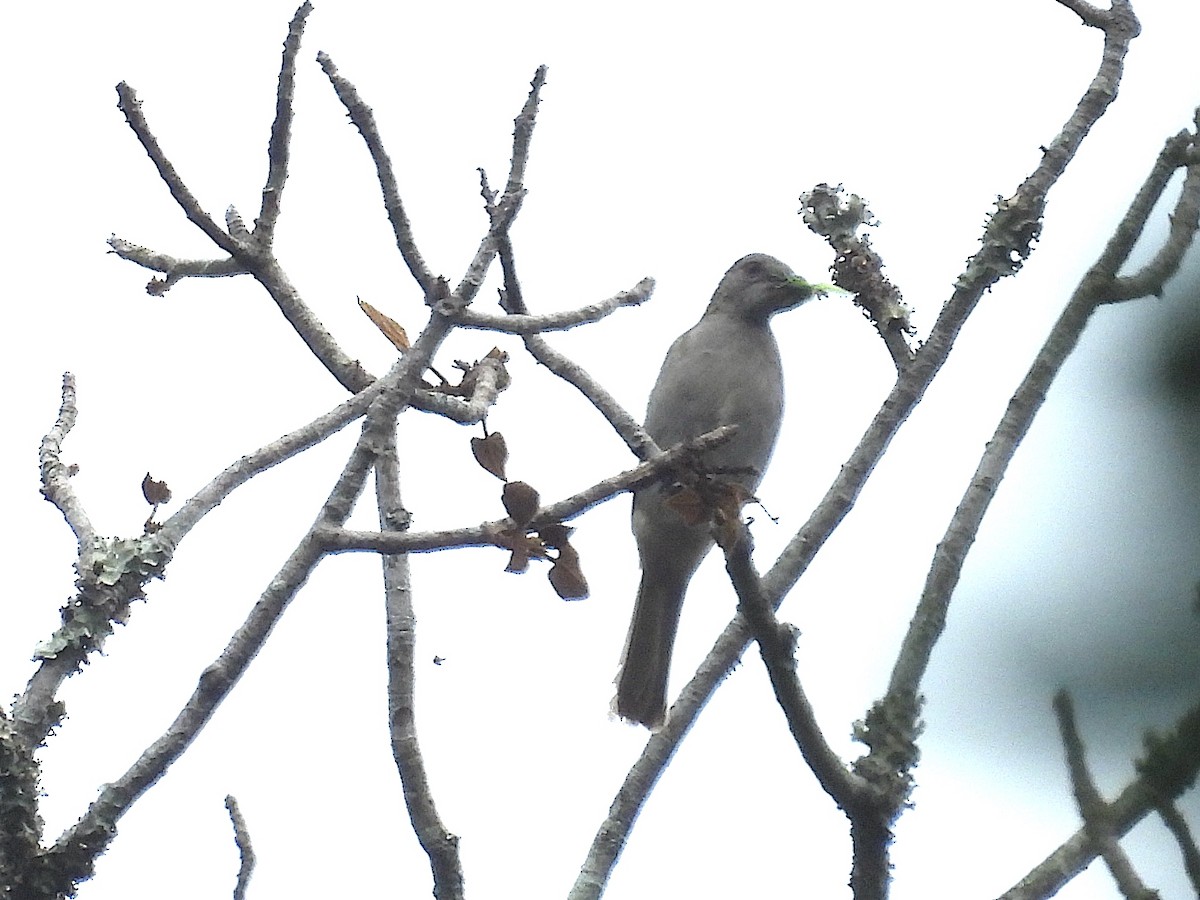 Slender-billed Greenbul - ML643940226
