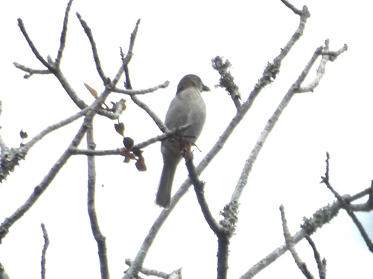 Slender-billed Greenbul - ML643940227
