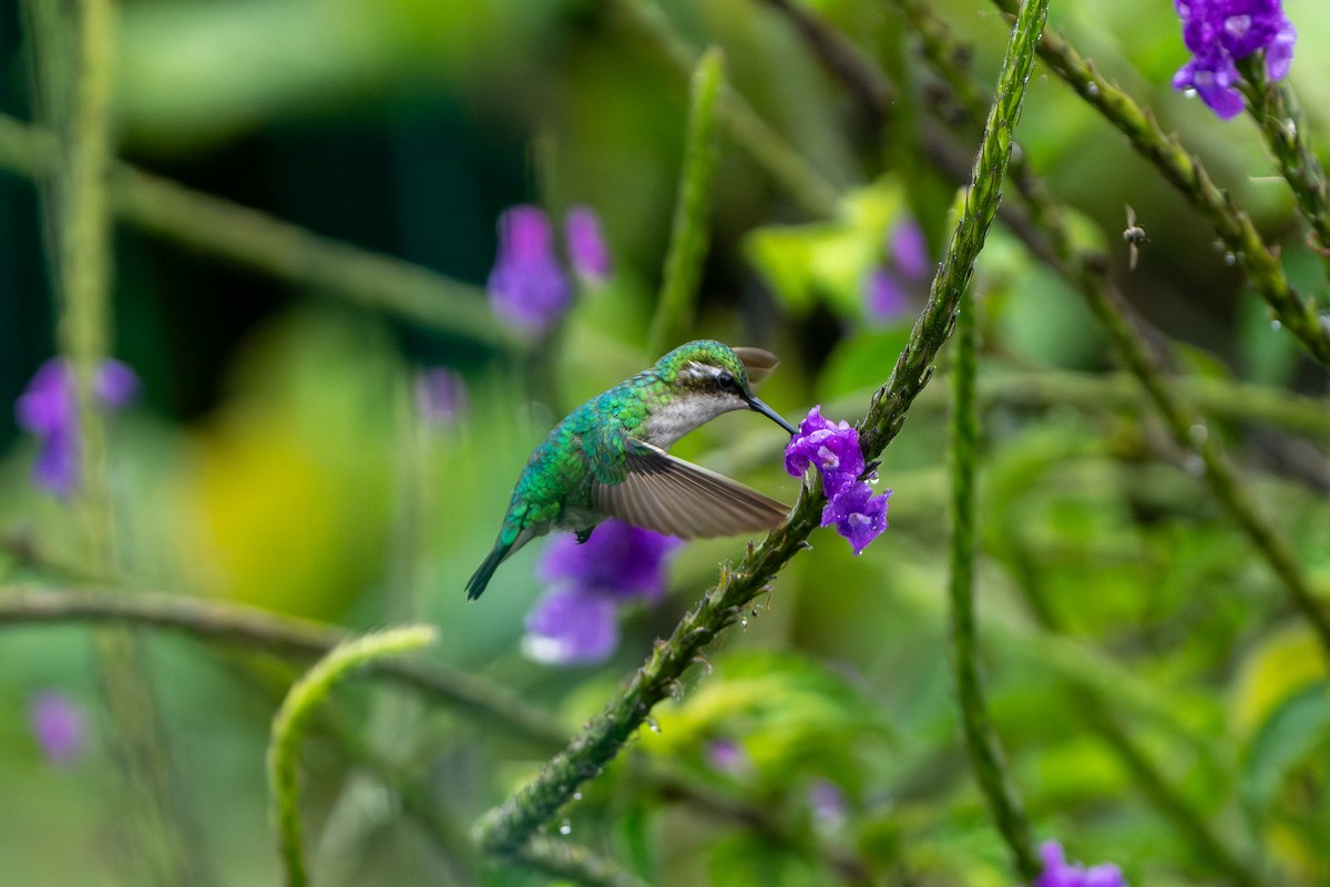 Western Emerald - ML643940235