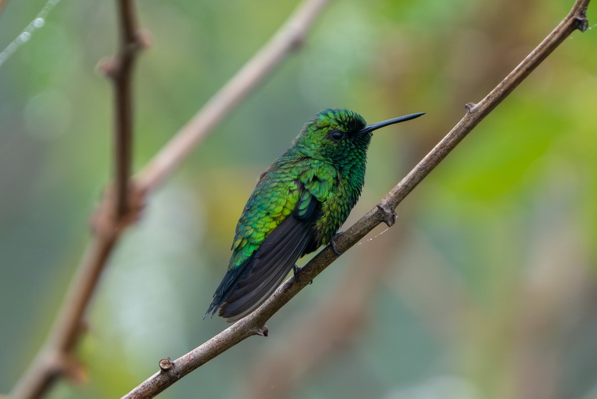 Western Emerald - ML643940236