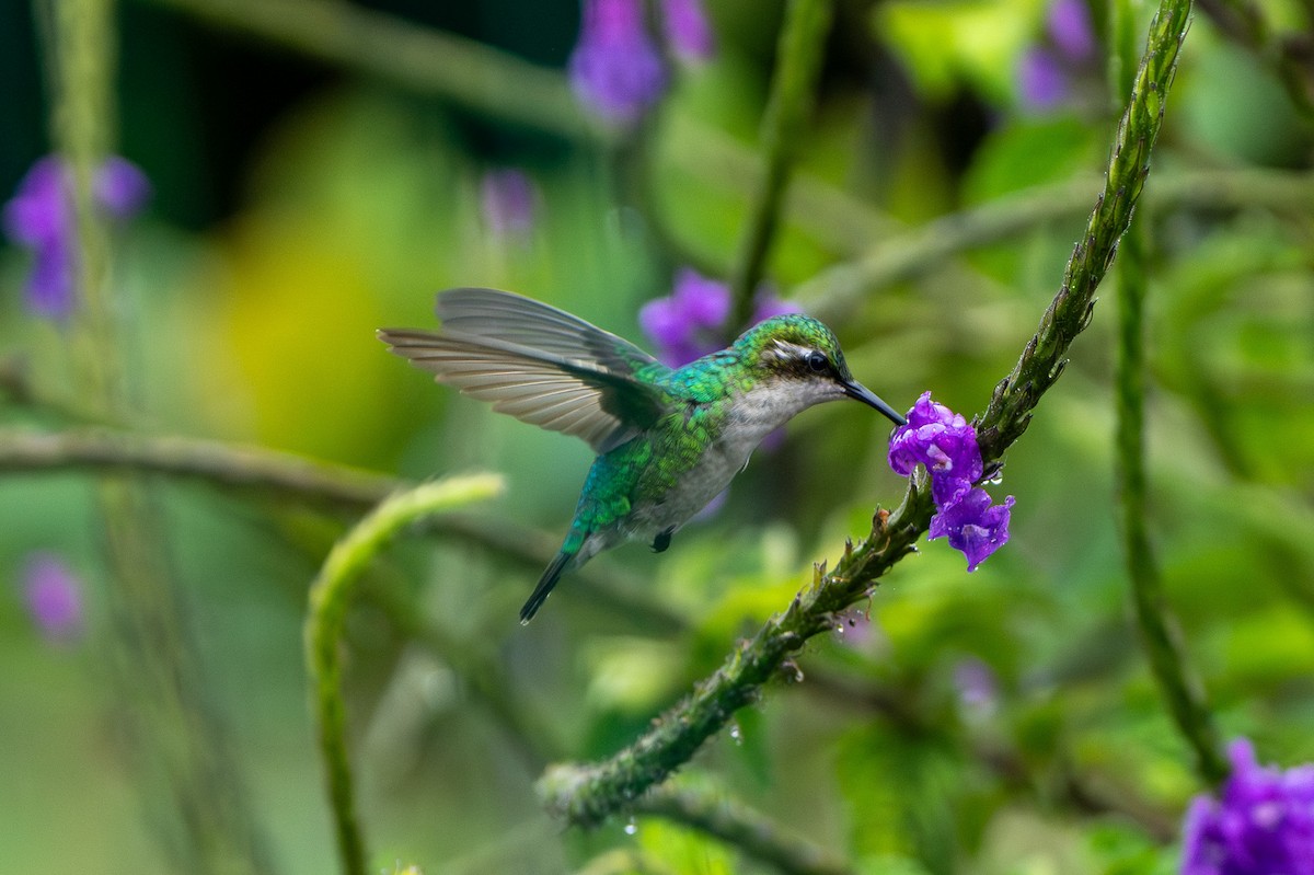 Western Emerald - ML643940237