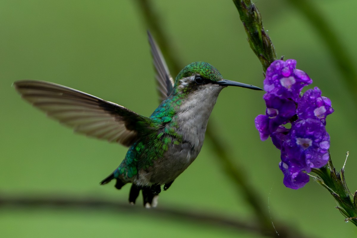 Western Emerald - ML643940238