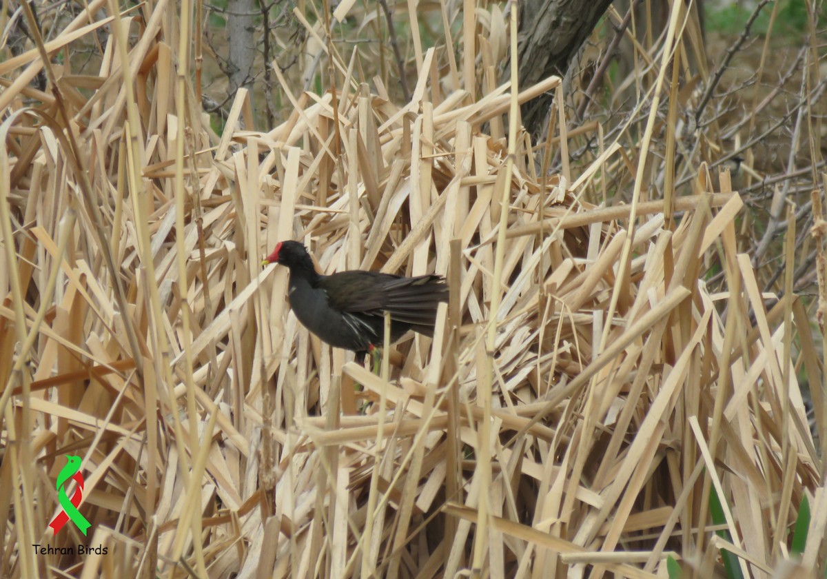 slípka zelenonohá - ML643940258