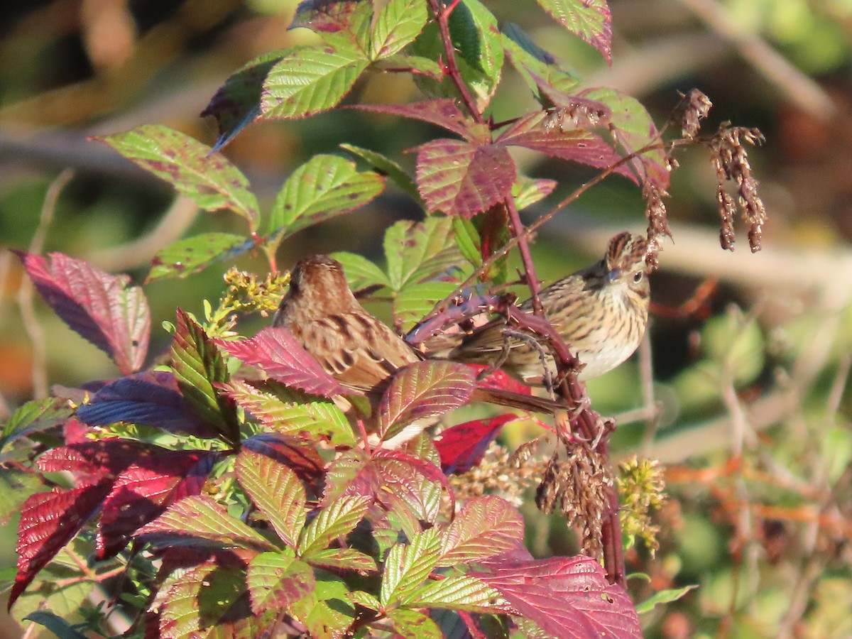 Lincoln's Sparrow - ML643940262
