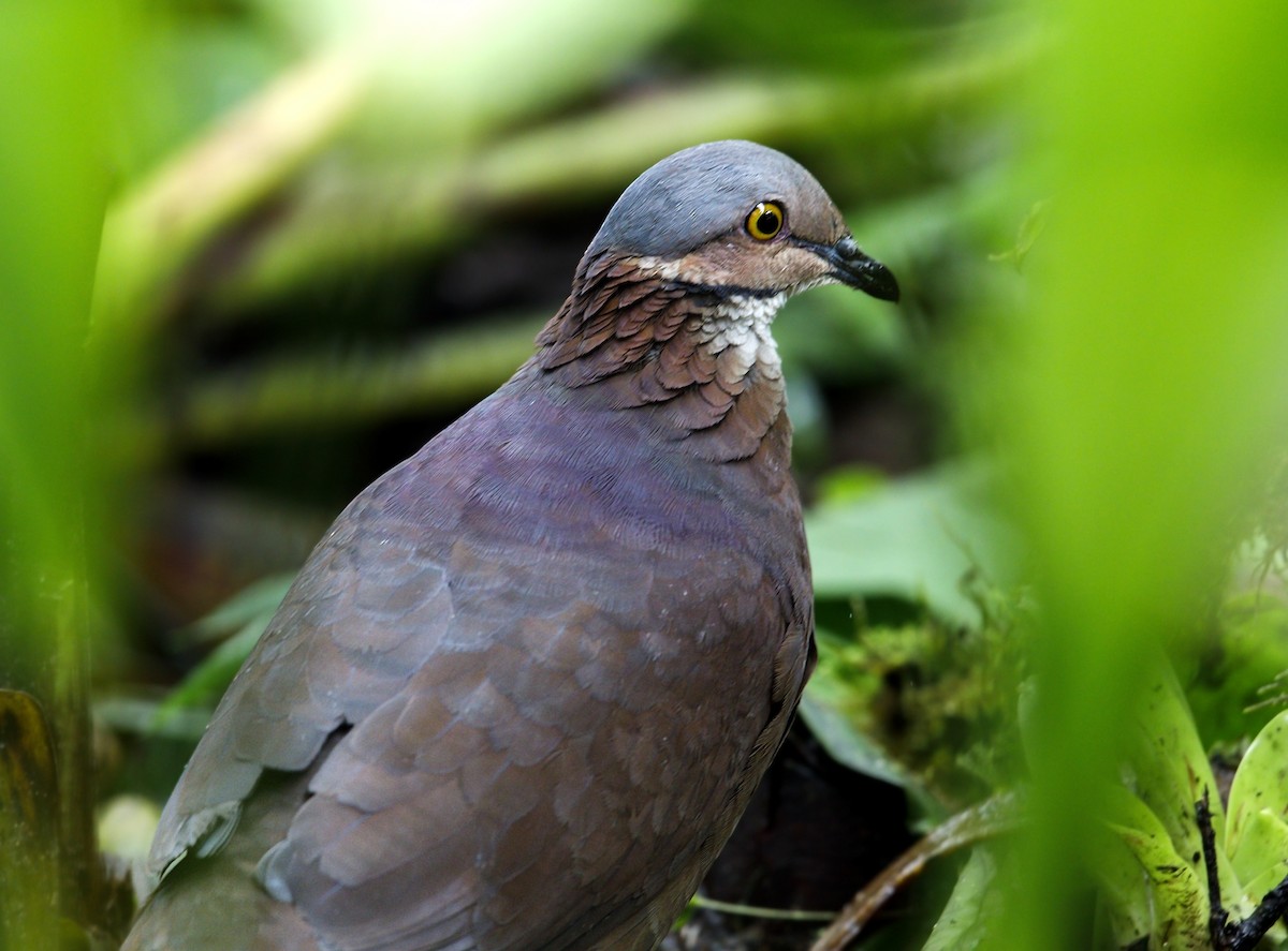White-throated Quail-Dove - ML643940276