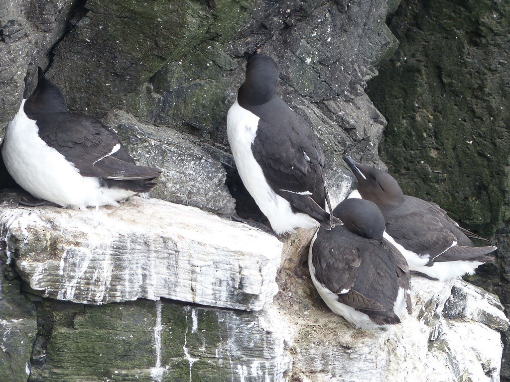 Толстоклювая кайра - ML643940283