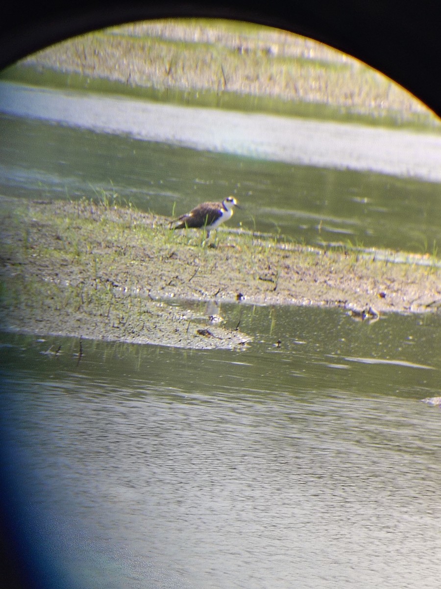 Black-necked Stilt - ML643940293
