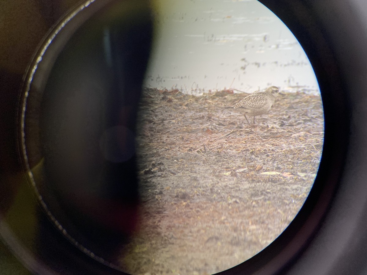 American Golden-Plover - ML643940323