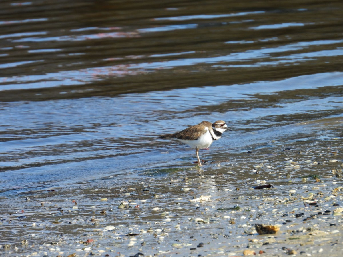 Killdeer - ML643940326