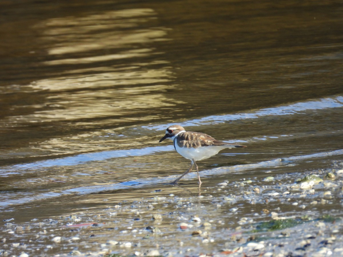 Killdeer - ML643940327