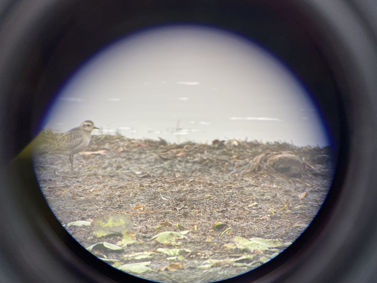 American Golden-Plover - ML643940333