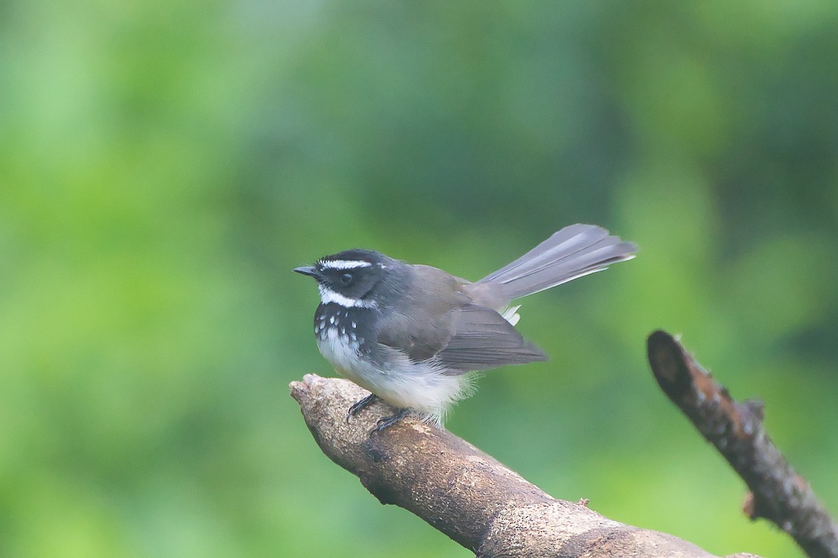 Spot-breasted Fantail - ML643940335