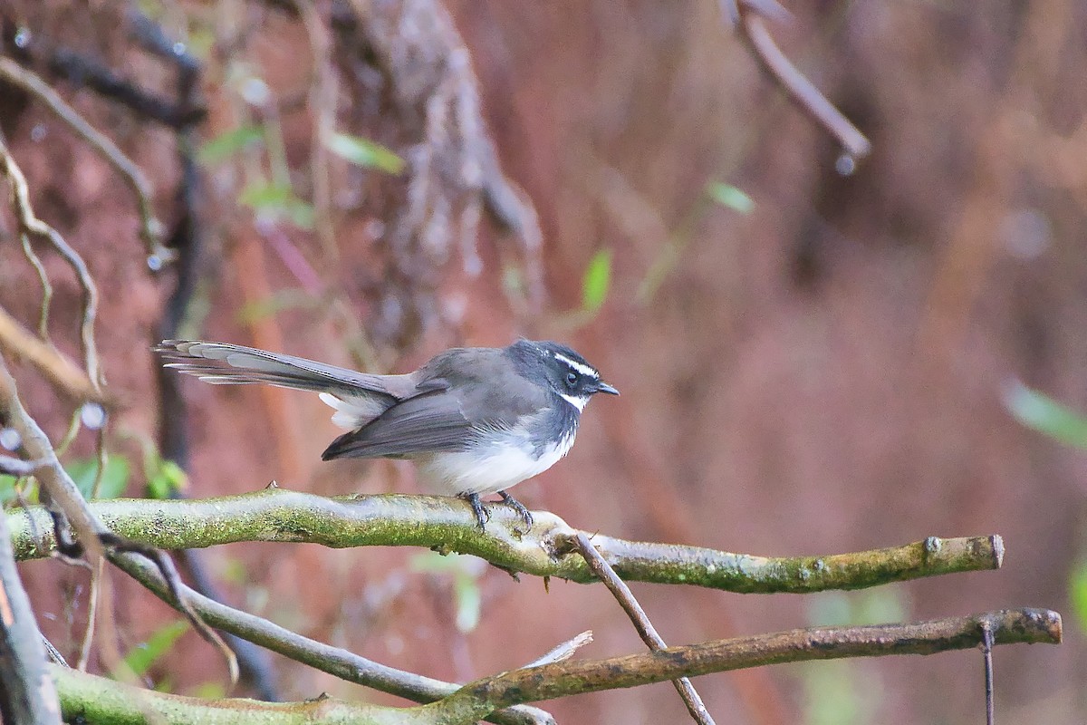 Spot-breasted Fantail - ML643940336