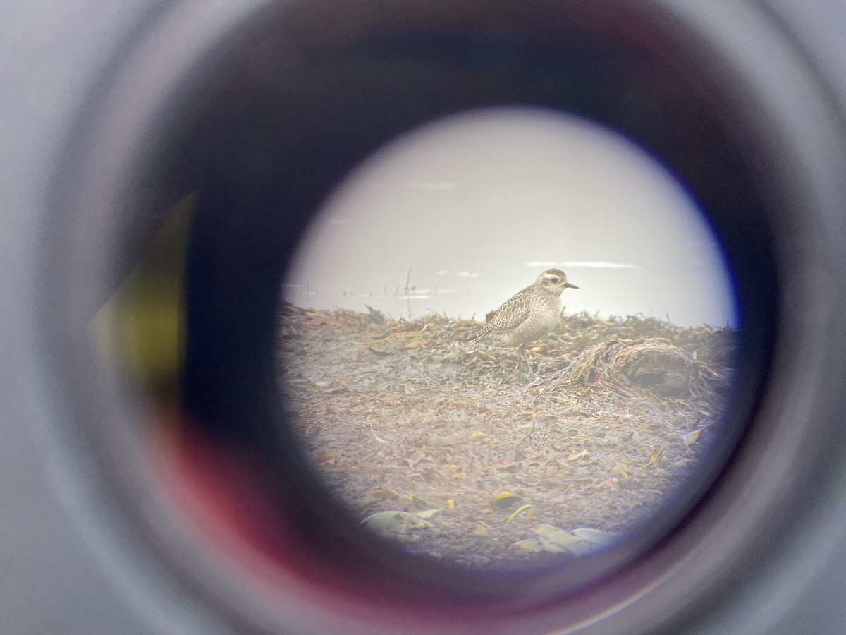 American Golden-Plover - ML643940359