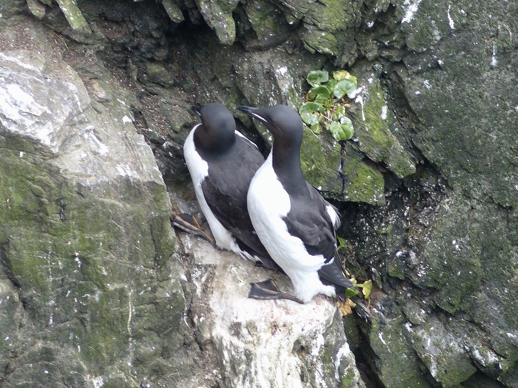 Толстоклювая кайра - ML643940361